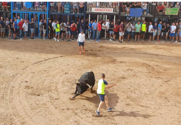 Nules acomiada les festes patronals amb una gran participació en els actes taurins