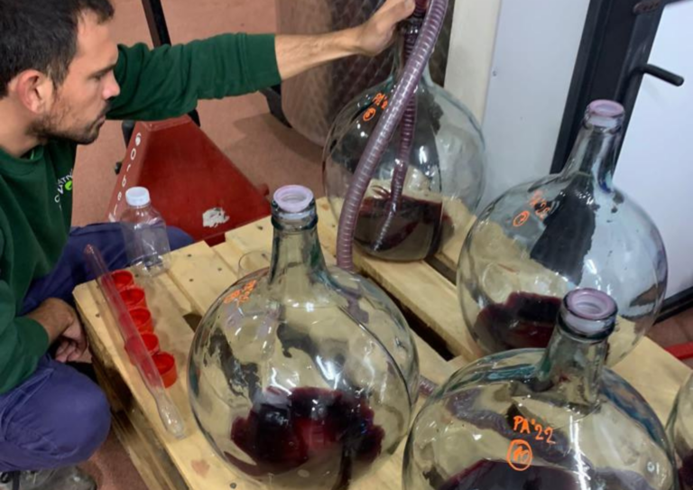 Enoturismo para conocer los tesoros vinícolas del pasado de Viver a través de sus vinos de uvas antiguas