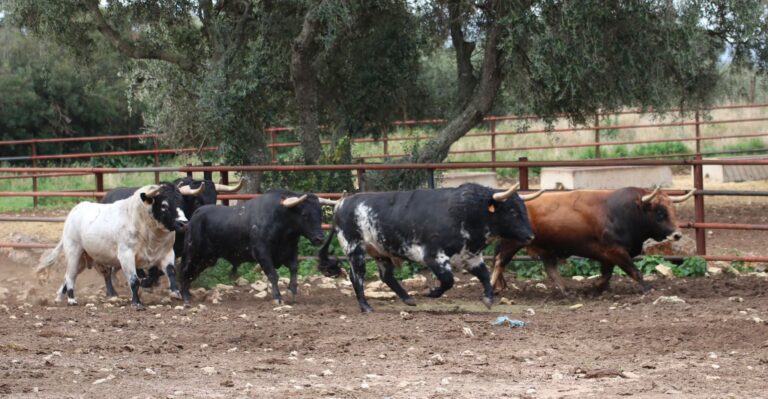 Los astados de la ganadería Torrestrella protagonistas de uno de los encierros de la Fira d’Onda