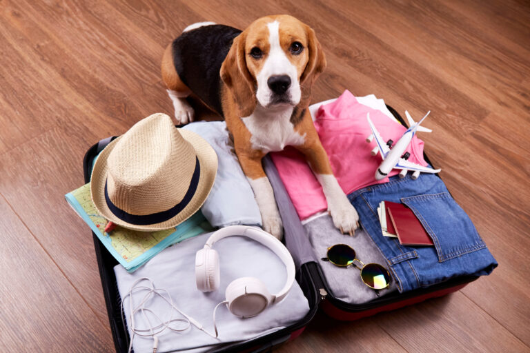 Semana Santa: un 44,9% de los españoles enfrenta dificultades al buscar alojamientos ‘pet-friendly’