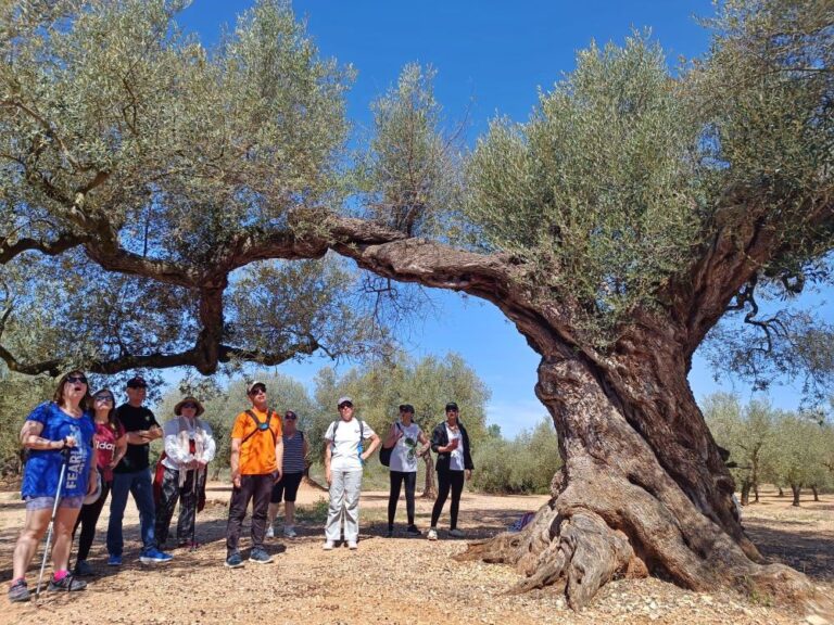 Canet lo Roig pone en valor el rico patrimonio de olivos milenarios con rutas guiadas