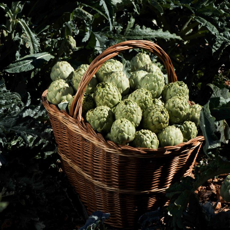 La Demostració del Pinxo iniciarà la Festa de la Carxofa de Benicarló 2026