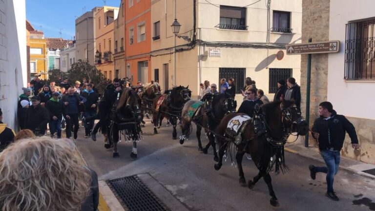 Santa Magdalena celebra aquest dissabte ‘l’Entrà’ del pi de la foguera de Sant Antoni