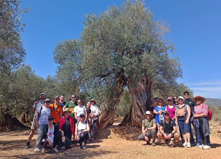 Canet lo Roig presenta el calendario de las visitas guiadas que tienen como protagonista a los olivos milenarios