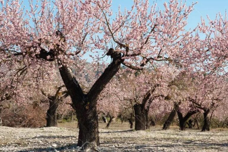 Albocàsser, país de almendros en flor
