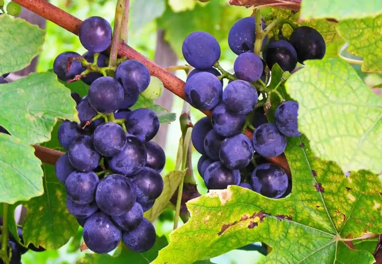 Vins de la Terra de Castelló