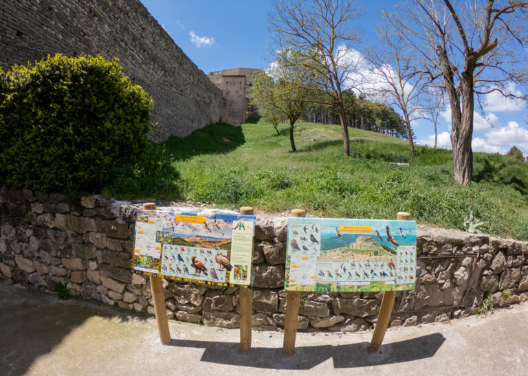 Birding Morella, el nuevo proyecto turístico que potencia la naturaleza y biodiversidad de la zona