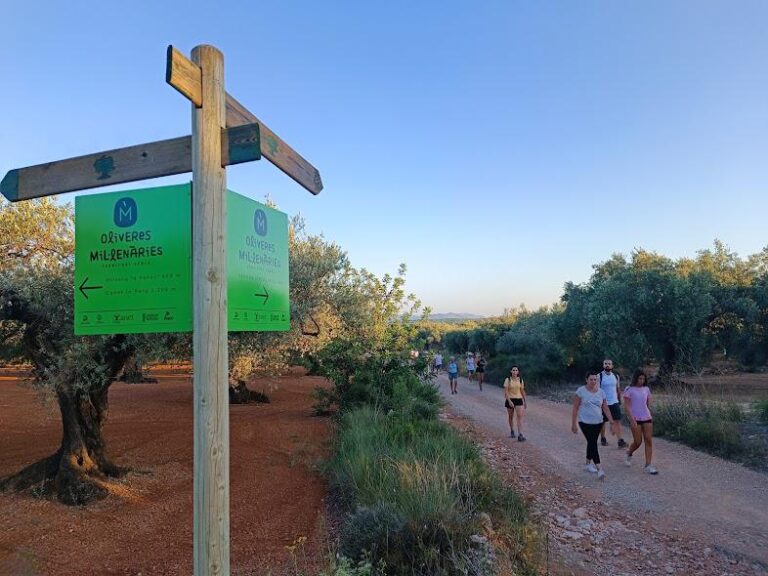 Conocer de cerca los olivos milenarios de Canet lo Roig