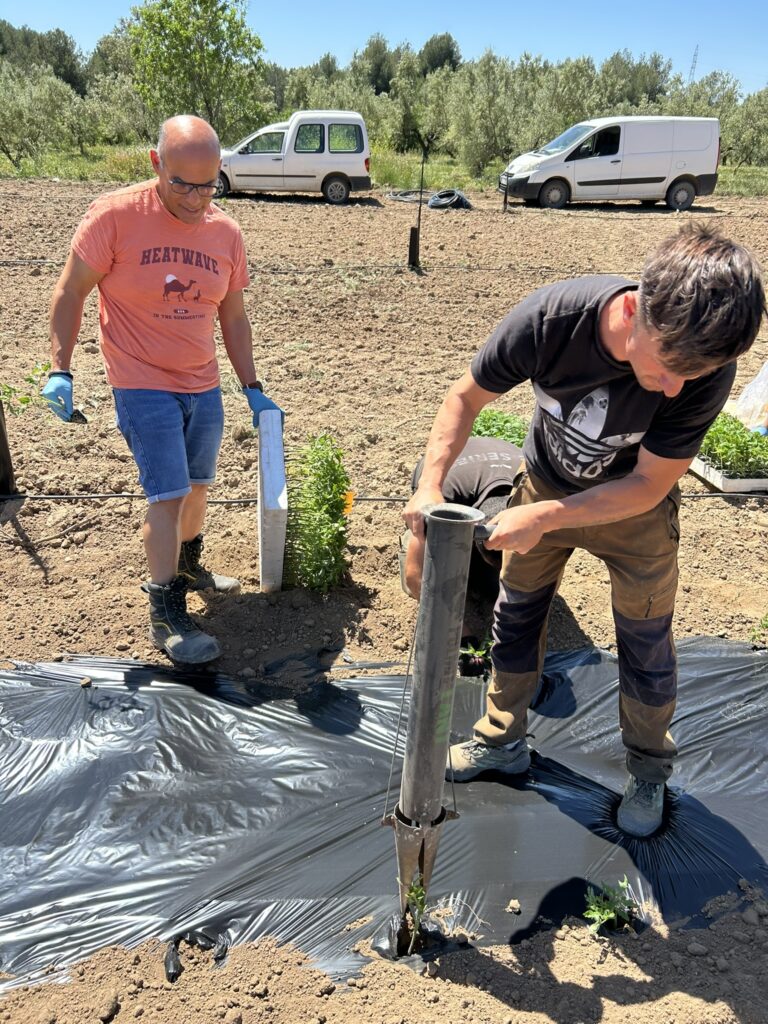 La Cooperativa de Viver recupera ocho variedades autóctonas de tomate en colaboración con la UPV