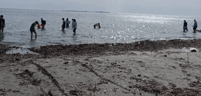 La Generalitat adapta el manual que permite la retirada ‘excepcional’ de arribazones de posidonia