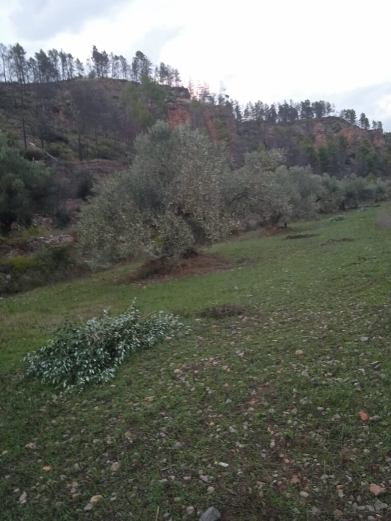 Montán apuesta por el oleoturismo con su oliva autóctona