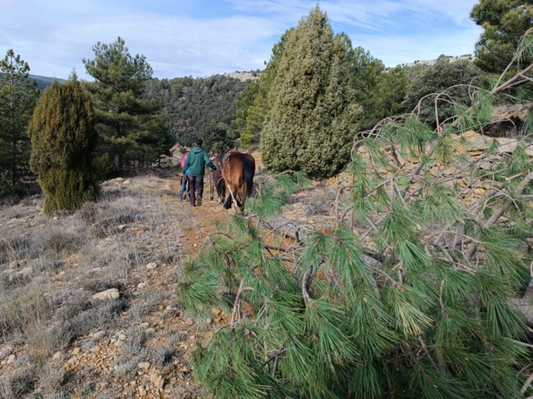 Vilafranca ya tiene los troncos para Sant Antoni