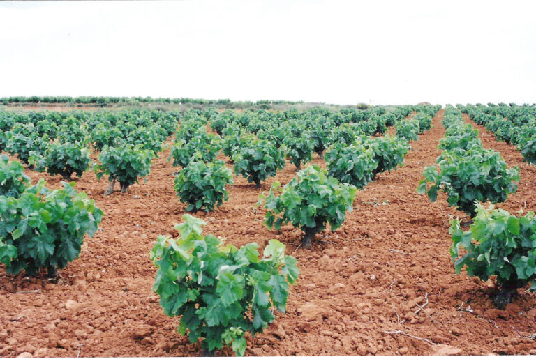 La Unió solicita a Conselleria ayudas directas para los viticultores valencianos