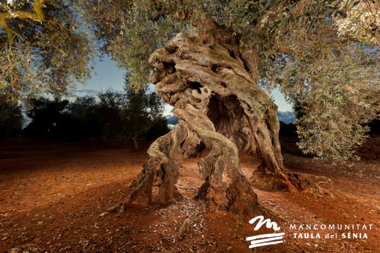Los olivos milenarios del Territorio Sènia en Valladolid