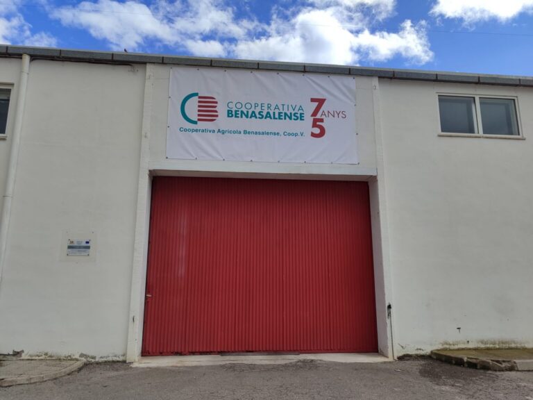 La cooperativa de Benassal participa en un projecte europeu per impulsar l’avellana de secà