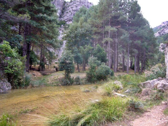 Forest scene with a shallow river, grassy banks, and tall pine trees along rocky cliffs in the background.