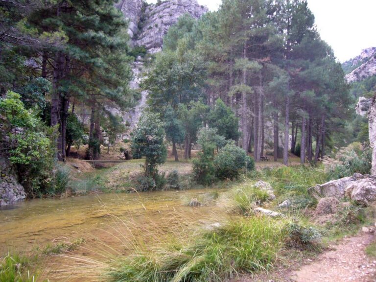 Forest scene with a shallow river, grassy banks, and tall pine trees along rocky cliffs in the background.