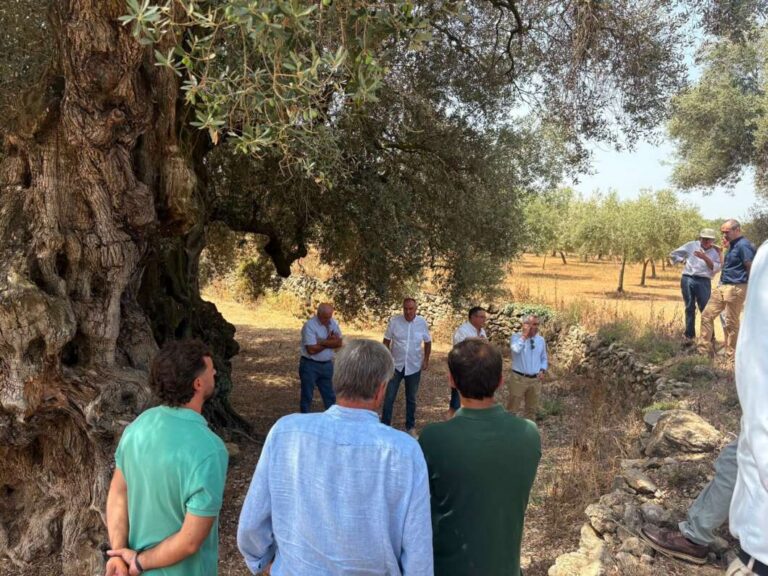 Castellón inicia el catálogo de 4.000 olivos milenarios de la Comunitat Valenciana