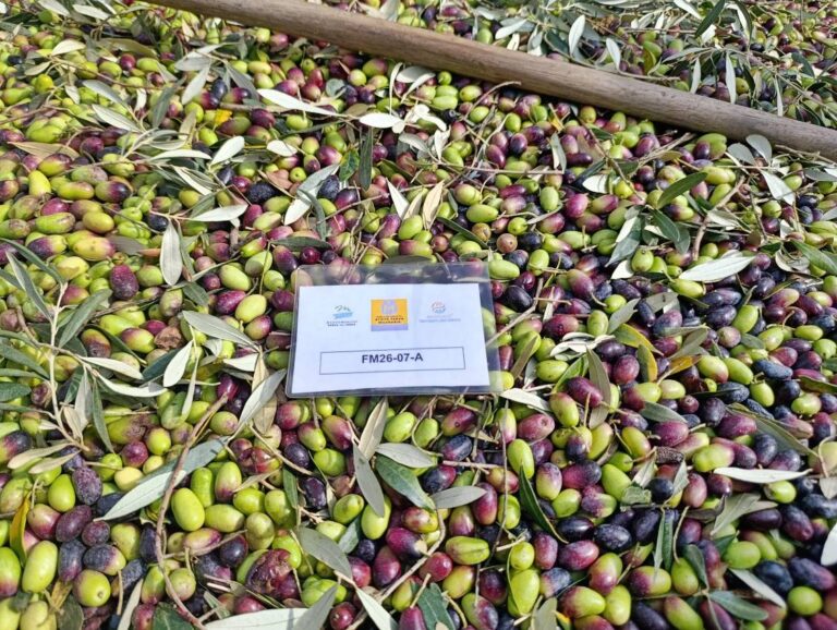 Se inicia la cosecha 2026 de la Marca de garantía Aceite Farga Milenaria